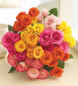 50 Fresh Spray Roses for $19.99 Shipped!