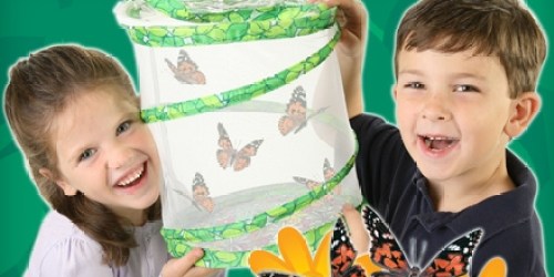 Groupon: Butterfly Garden (Includes Live Larvae!) Only $10 + My Photos (My Kids Are Excited!)
