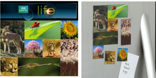 DiscoveryStore.com: Life 8-Piece Magnet Set Only $6.94 Shipped (Reg. $19.95!)