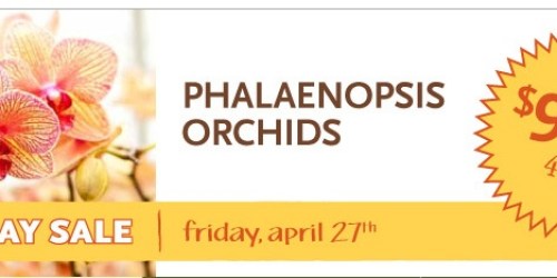 Whole Foods: Phalaenopsis Orchids $9.99 (4/27)