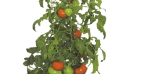 Ace Hardware: Topsy Turvy Upside Down Tomato Planter Only $1.99 + Free Store Pickup