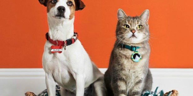 Shutterfly: Personalized Pet Tag Only $3.99 Shipped ($6.99 Value) – Ends Today