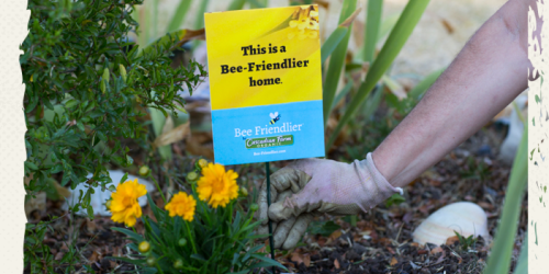 Request FREE Bee-Friendlier Wildflower Seeds Packet