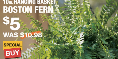 Home Depot: 10-Inch Hanging Basket Boston Ferns Only $5 (Reg. $10.98!) – In-Store & Today Only