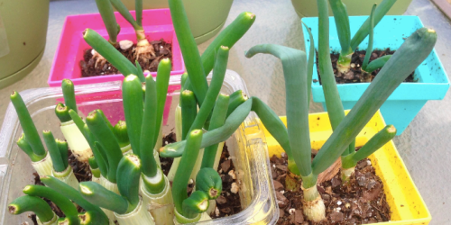 Happy Friday: Growing Green Onions