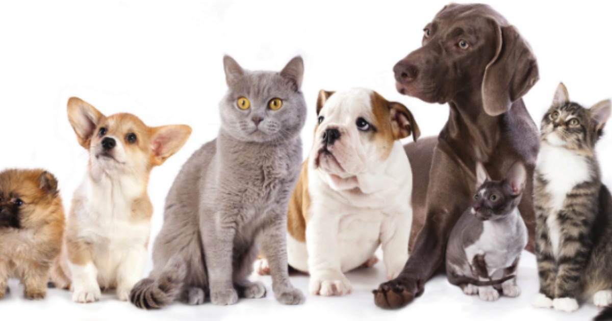 PetSmart 15 Off 50 Purchase = Precious Cat Scoopable Litter 40lb