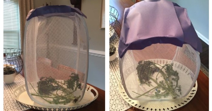 Homemade Butterfly House