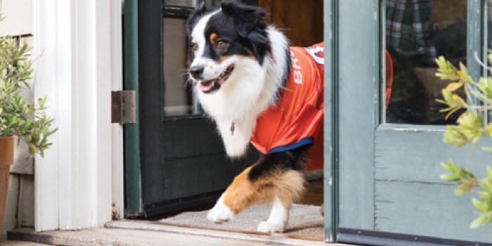 PetSmart Flash Sale: Up to 25% Off Site Wide (Until 8PM EST)