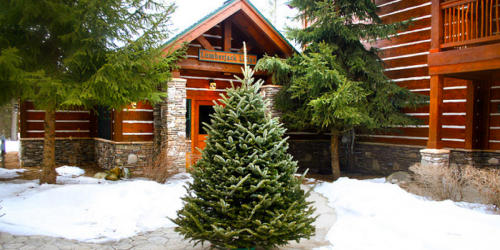 50% Off Live Fraser Fir Christmas Tree or Wreath Delivered To Your Door