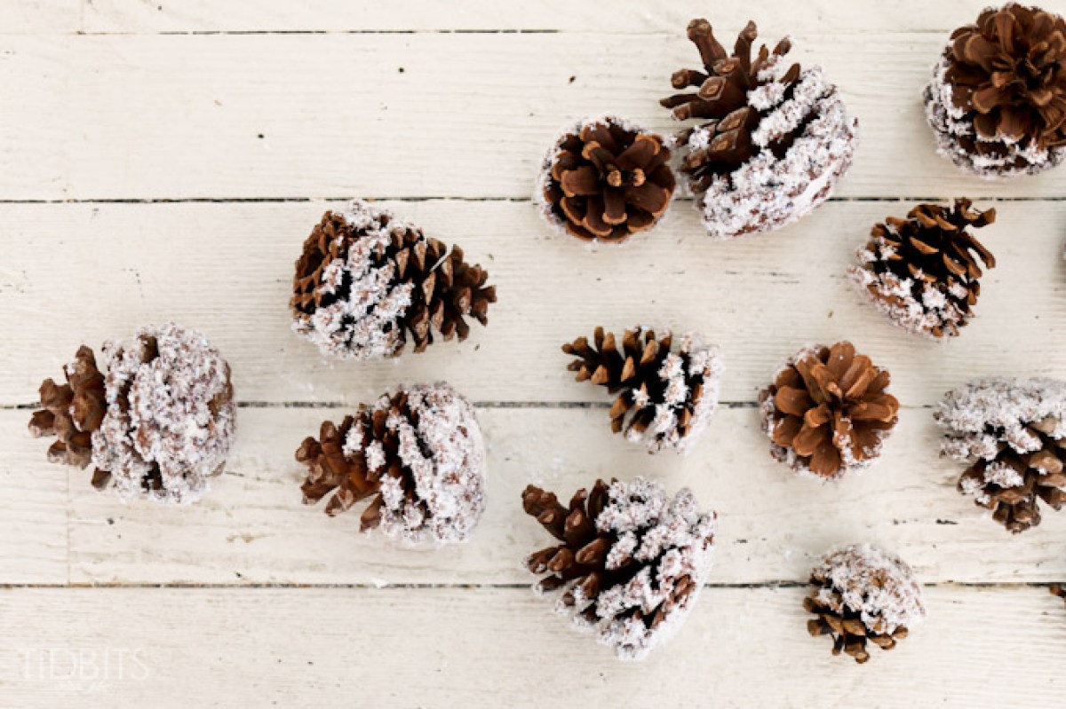 Snow-covered pine cones