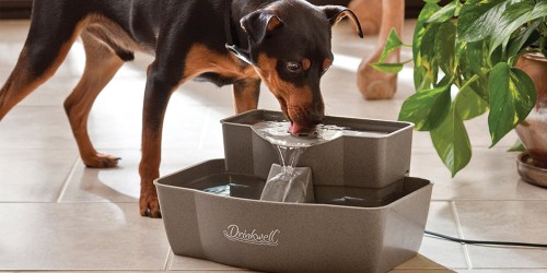 Amazon: 40% Off Drinkwell Pet Fountains & Doors (Prices Start at Just $13.19)