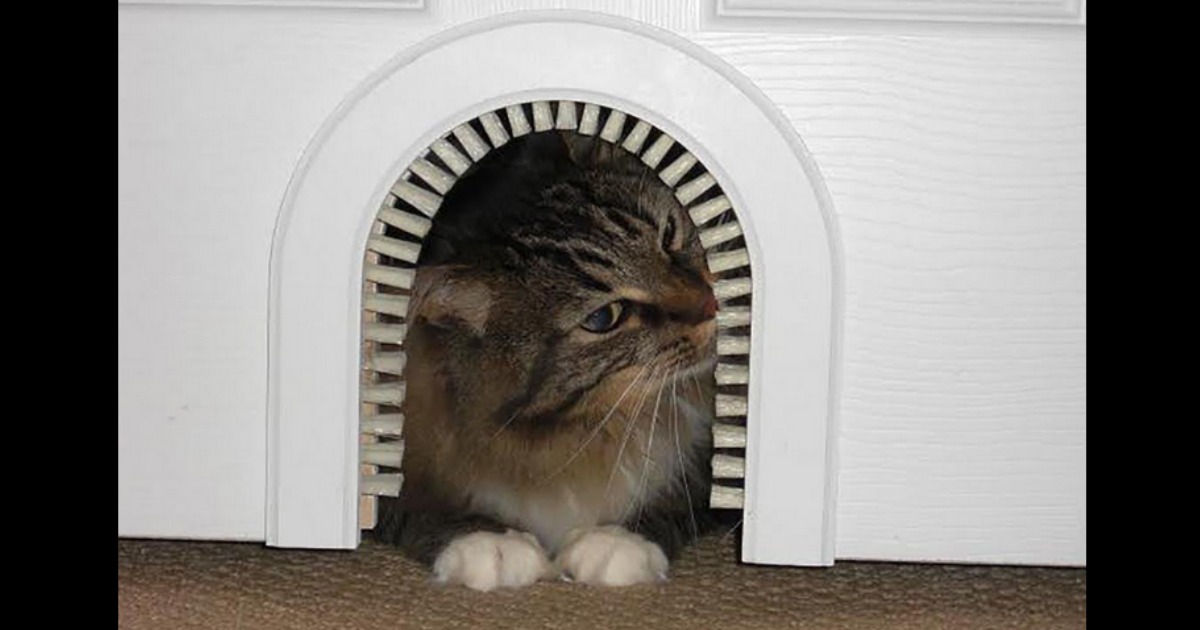 Amazon Lightning Deal Cat Door Cathole with Cleaning Brush Only 20.75