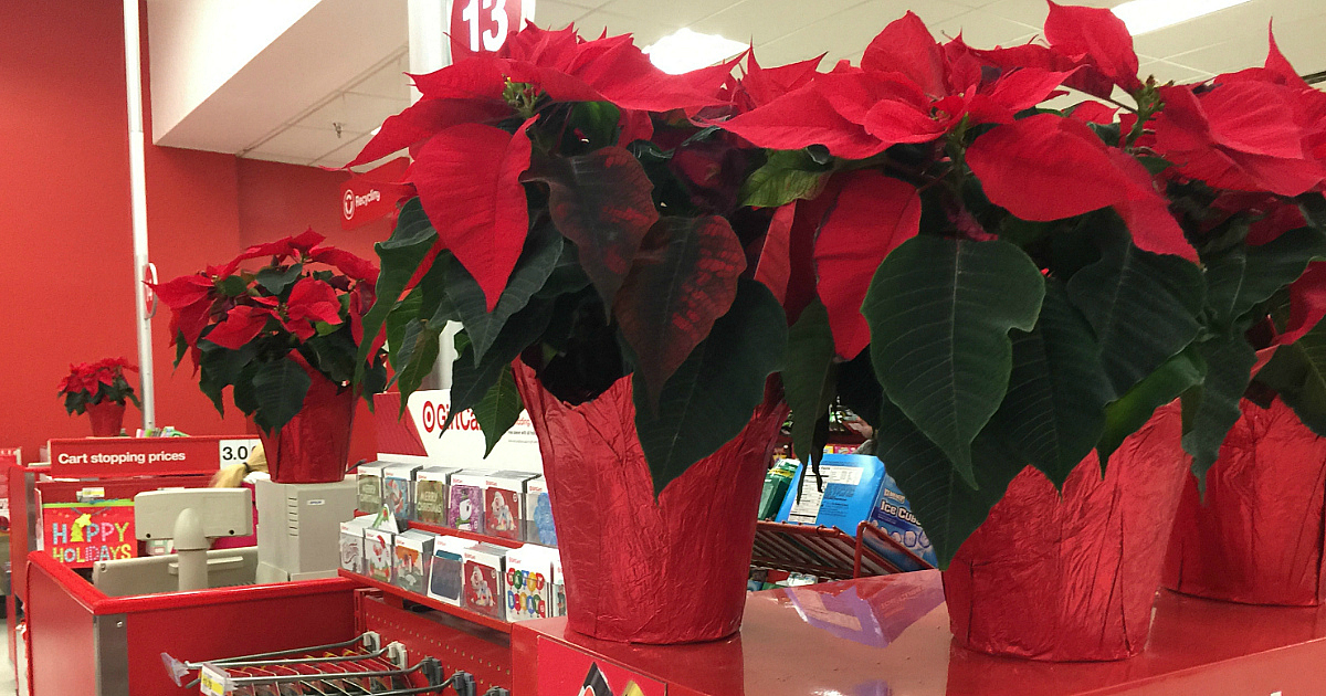 Target Cartwheel 50 Off Fresh Poinsettia Plants = 6" Plant As Low As