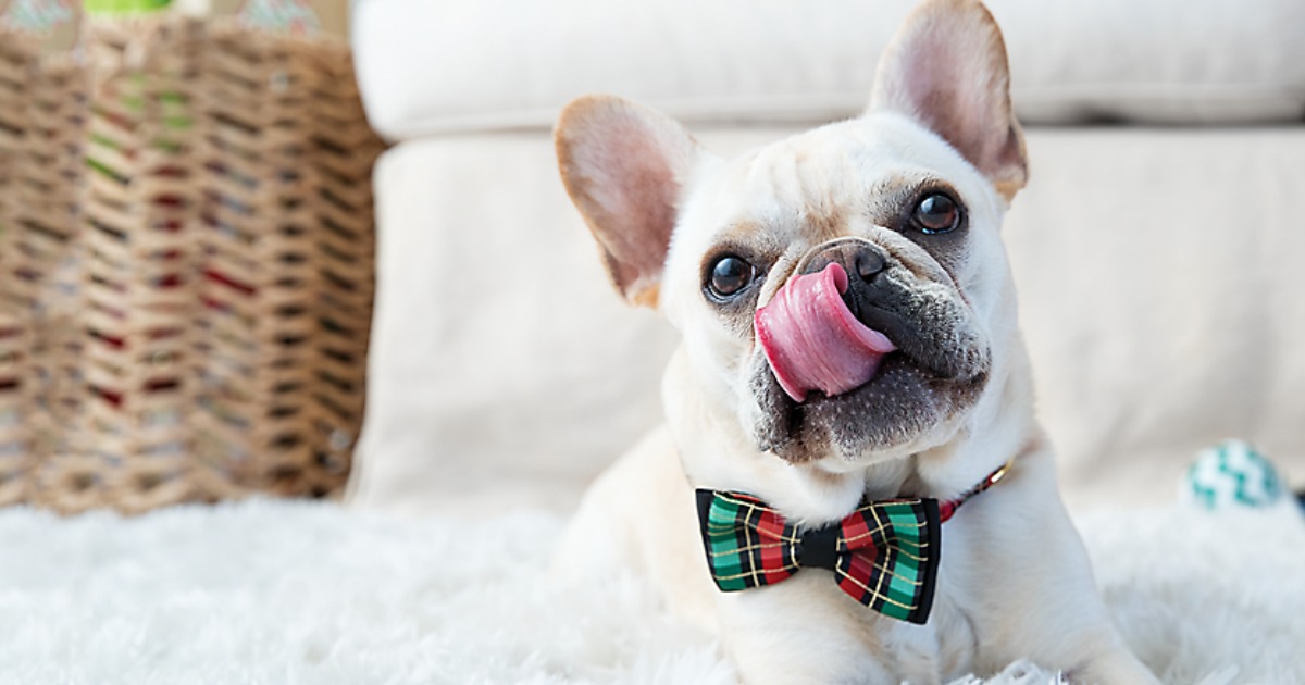 PetSmart Up to 75 Off Holiday Pet Deals + FREE Shipping on ALL Orders