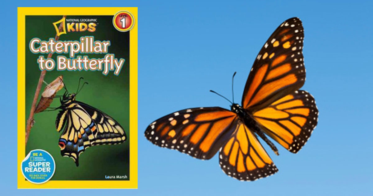 National Geographic: Caterpillar To Butterfly Paperback Book Just $1.69 ...