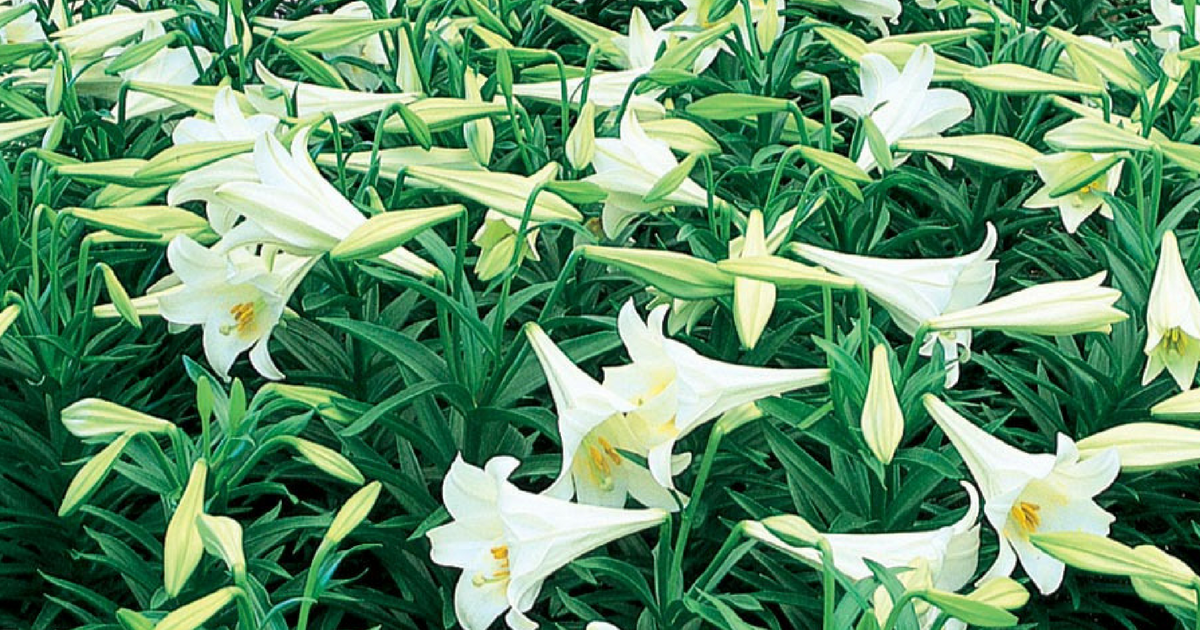 Lowe's Easter Lily ONLY 1 (Regularly 8)