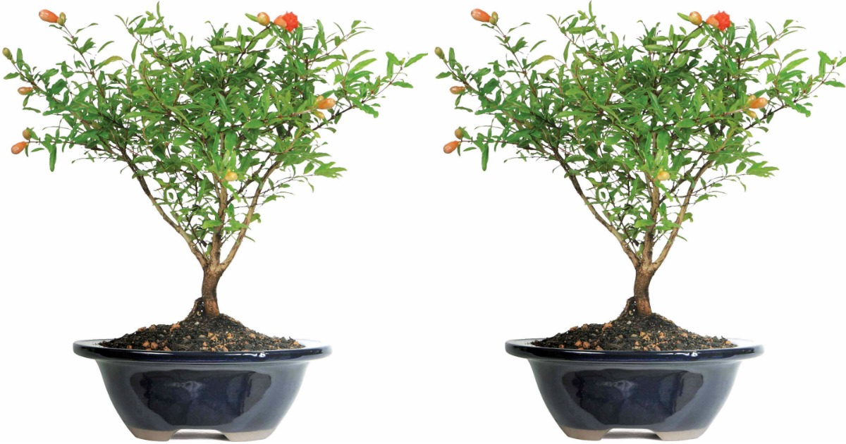 Walmart Pomegranate Bonsai Tree Only 22 46 Regularly 40 Blooms All Summer Hip2save