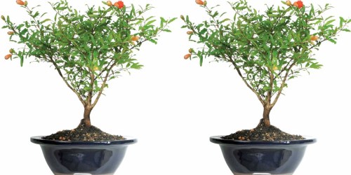 Walmart: Pomegranate Bonsai Tree Only $21.49 (Regularly $40) – Blooms All Summer
