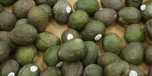 Target: Fresh Avocados Only 19¢ (After Cash Back!) – Get There TODAY!