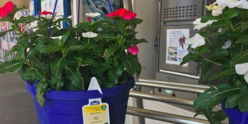 Lowe’s: Hanging Flower Baskets JUST $5 Each