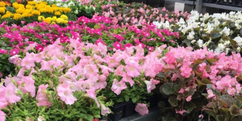 Home Depot Memorial Day Sale Deals: BIG Savings on Flowers, Plants, Mulch & More