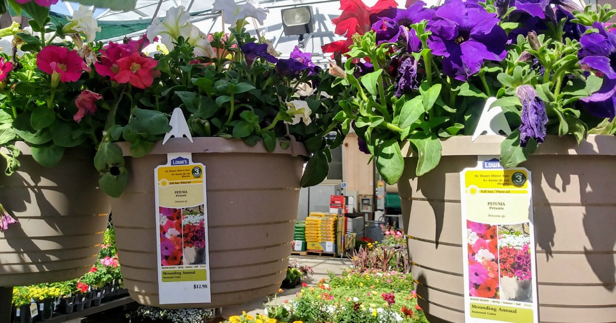 Lowe's Hanging Flower Baskets 2 for 10 (Regularly 12.98) + 50 off