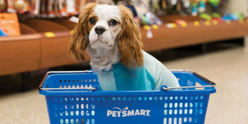 Your Pet Could Earn $10,000 as a Chief Toy Tester for PetSmart – Apply Today!