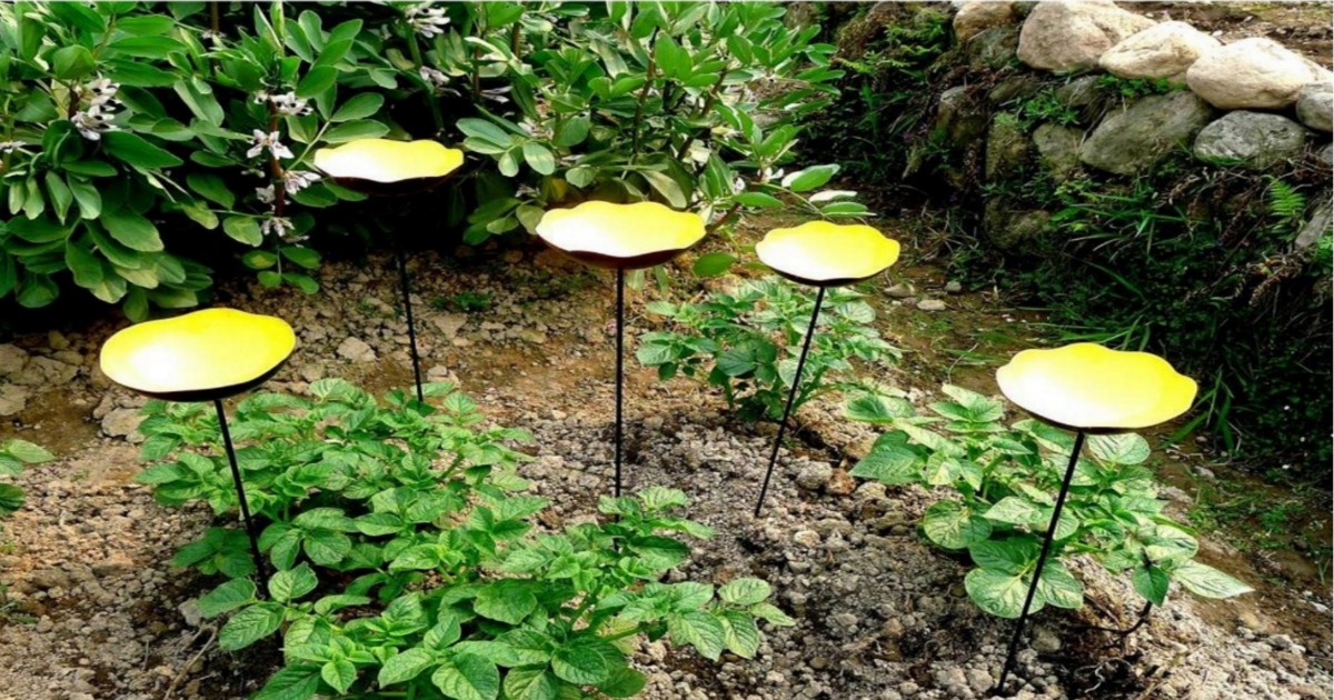 Home Depot 5 Pack Hampton Bay Poppy Garden Stakes Just 3 88