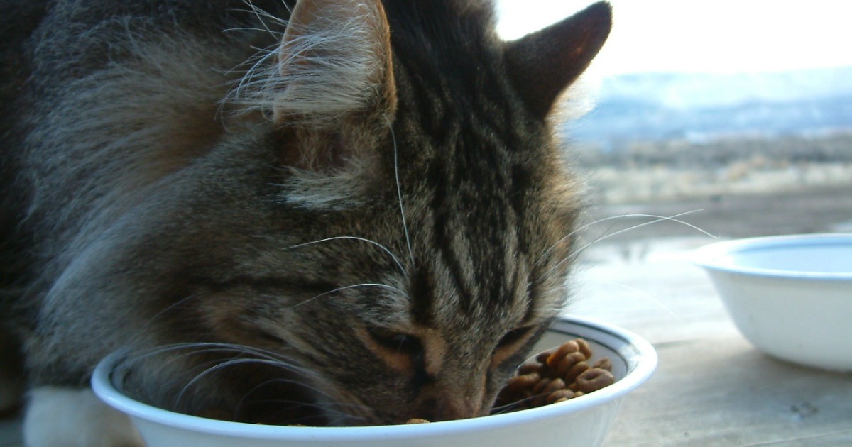 Кошка плохо пьет. Кот ест из миски. Зверский аппетит у котиков. Плохие котята. Потеря аппетита у кошки.