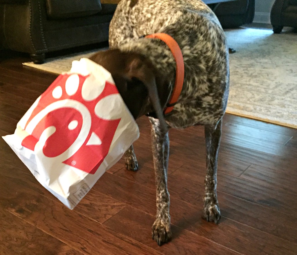 14 Restaurants That Offer FREE or Cheap Dog Treats