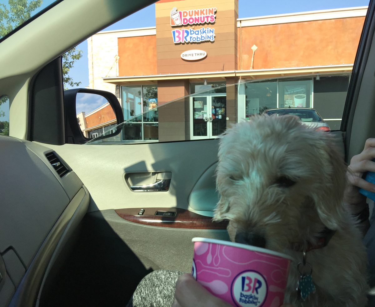 dog eating out of free dog treat cup