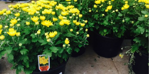 Lowe’s: 3-Quart Mums Only $4 Each