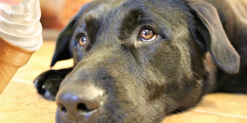 14 Restaurants That Offer FREE or Cheap Dog Treats