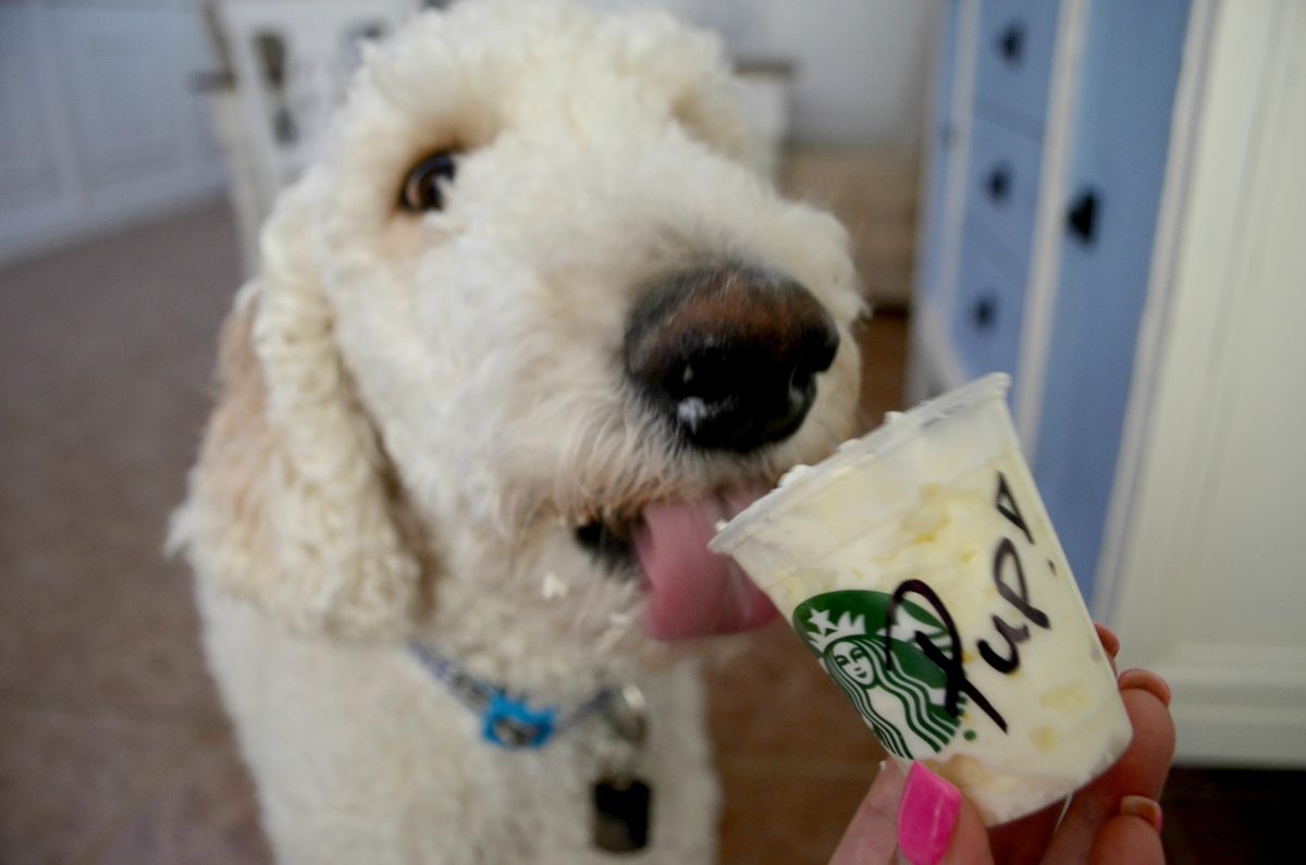 puppy eating free dog treats whipped cream out of cup