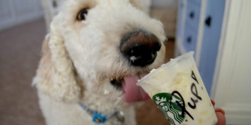 These 17 Restaurants Offer FREE Dog Treats… “Bone” Appétit!