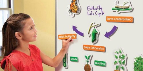 Amazon: Educational 3D Life Cycles Magnet Set Only $8.17