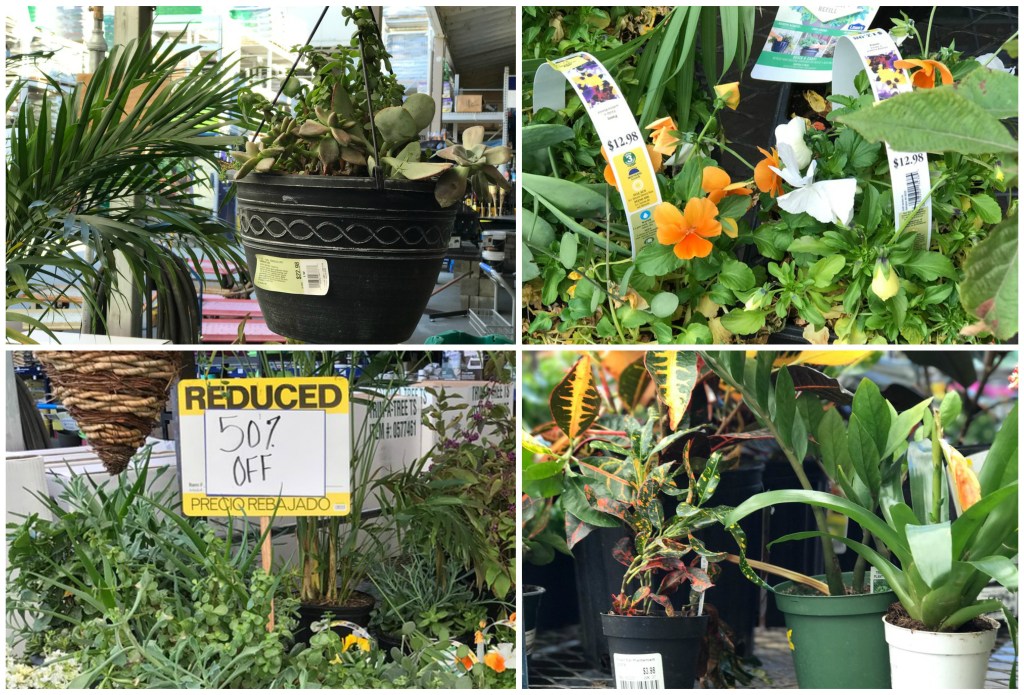 Lowe's 5090 Off Live Plants