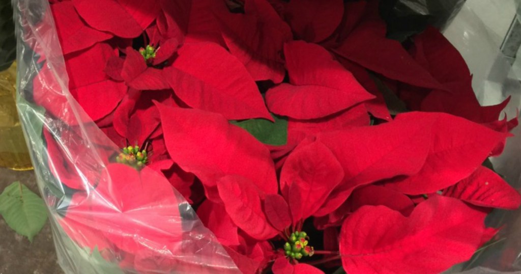 Home Depot Poinsettia Plants Only 99¢ InStore (11/24 Only)