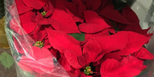 Home Depot: Poinsettia Plants Only 99¢ In-Store (11/24 Only)