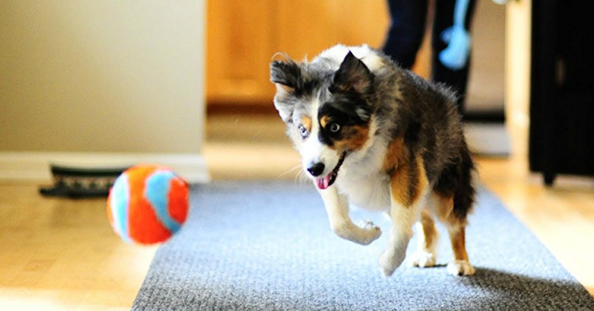 chuck it indoor ball
