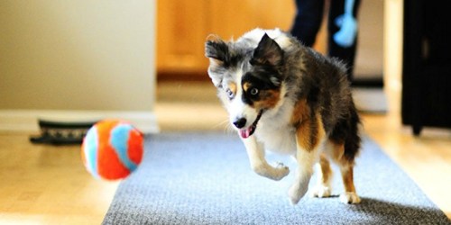 Chuck It Indoor Ball Just $1.95 on Amazon (Great Stocking Stuffer For Your Pet)