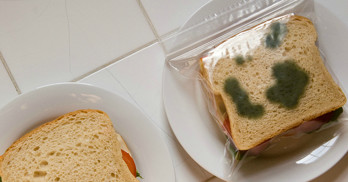 mold on a sandwich discovery for kids