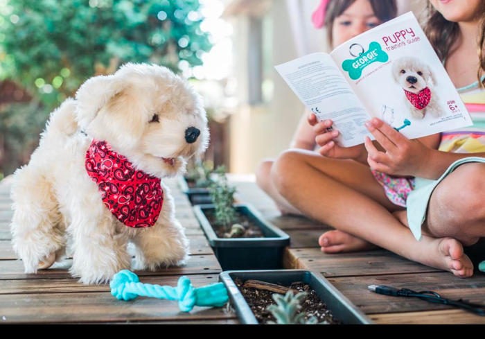 teddy bear dog chow