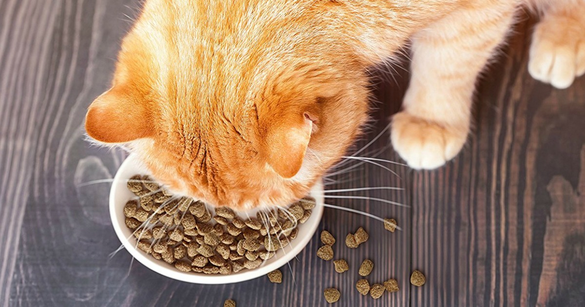 Amazon IAMS Proactive Health Specialized Care Dry Cat Food 22 Pound