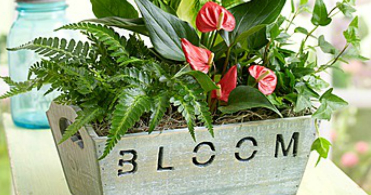 15 off 15 Purchase at (Select PayPal Users)