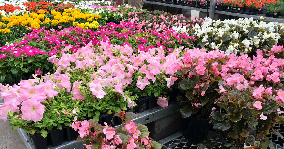 Register for a FREE Lowe’s Flowering Annual for Mother’s Day Starting April 30th!