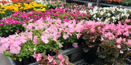 FREE Lowe’s Plant for Mother’s Day – No Purchase Necessary (Register Now!)