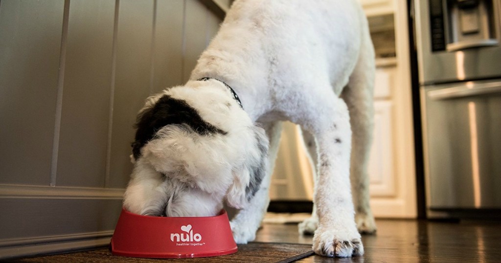 dog eating out of red NULO bowl in a kitchen