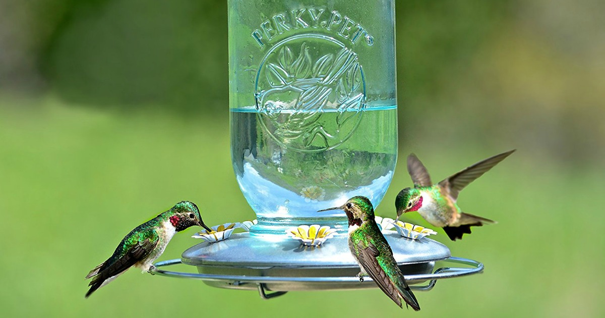 Mason Jar Hummingbird Feeder Just 3 54 Regularly 20 Ships W