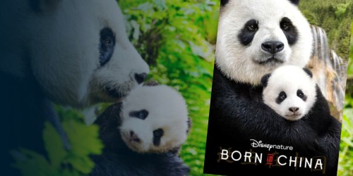 Disney Nature Digital Movies Only $9.99 to OWN – Pandas, Bears, Monkeys & More